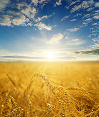 Image showing field with gold ears of wheat in sunset