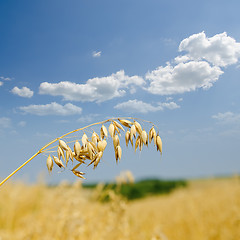 Image showing rye closeup under cloudy sky