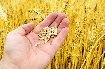 Image showing gold harvest in hand