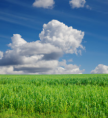 Image showing field with green grass