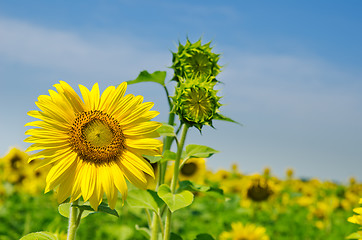 Image showing sunflowers with cloudy sky