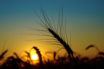 Image showing golden sunset over harvest field