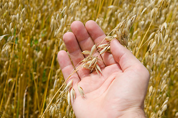 Image showing gold harvest in hand