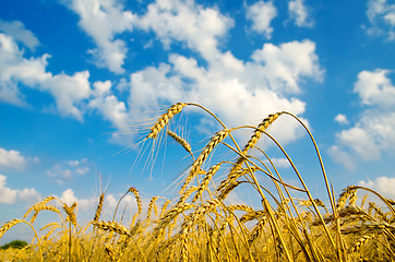 Image showing close up of ripe wheat ears