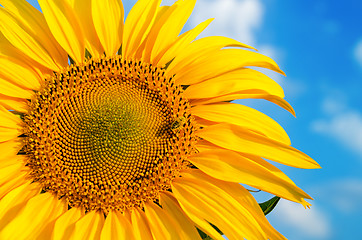 Image showing sunflower with bee