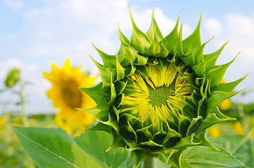 Image showing field with green sunflowers