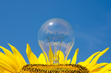 Image showing light bulb and sunflower