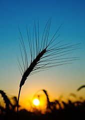 Image showing golden sunset over harvest field