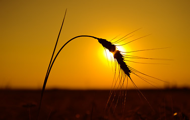 Image showing golden sunset over harvest field