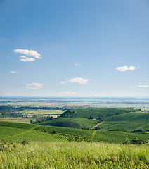 Image showing view to vineyards