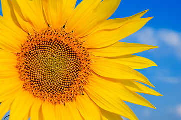 Image showing part of sunflower
