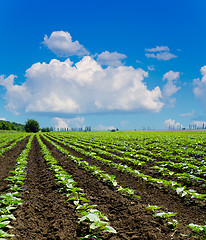 Image showing field with green sunflowers under deep blue sky