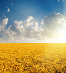 Image showing field with gold ears of wheat