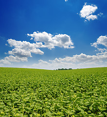 Image showing field with green sunflowers