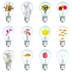 Image showing Twelve electric bulbs