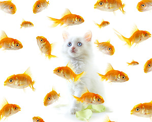 Image showing kitten and fish