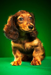 Image showing puppy dachshund