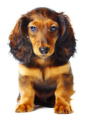 Image showing puppy dachshund