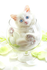 Image showing White kitten in a glass wine glass.