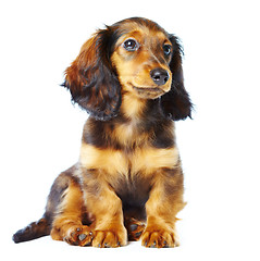 Image showing puppy dachshund