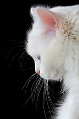 Image showing Portrait of a white cat