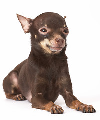 Image showing Russian toy-terrier