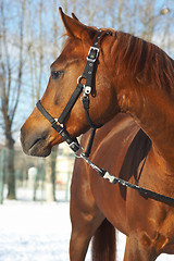 Image showing Portrait of a horse of brown color.