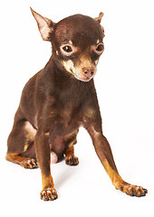 Image showing Russian toy-terrier