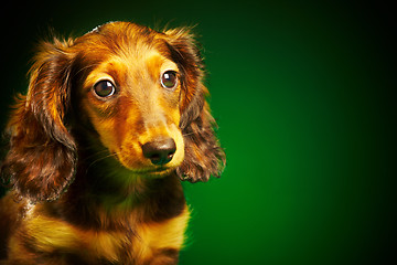 Image showing puppy dachshund