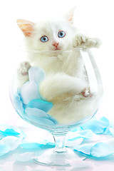 Image showing White kitten with blue eyes.