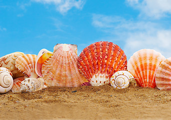 Image showing Sea cockleshells