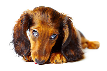 Image showing puppy dachshund