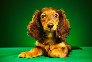 Image showing puppy dachshund