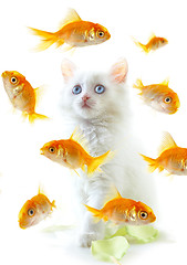 Image showing kitten and fish