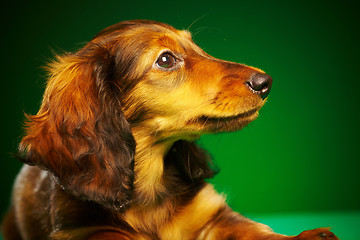 Image showing puppy dachshund