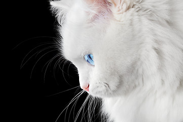 Image showing Portrait of a white cat