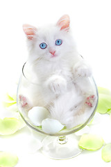 Image showing White kitten in a glass wine glass.