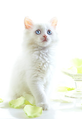 Image showing White kitten with blue eyes.