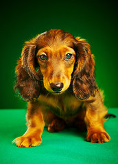 Image showing puppy dachshund