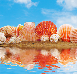 Image showing Sea cockleshells