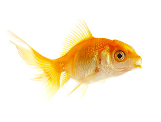 Image showing Gold small fish 