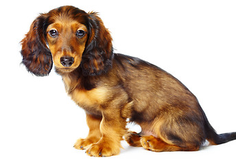 Image showing puppy dachshund