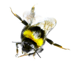 Image showing Flying bumblebee