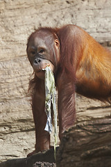 Image showing monkey