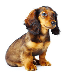 Image showing puppy dachshund