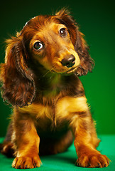 Image showing puppy dachshund