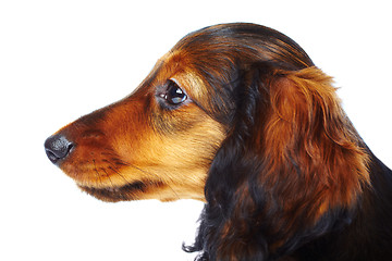Image showing puppy dachshund