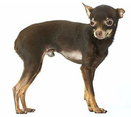Image showing Russian toy-terrier