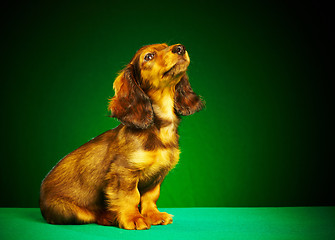 Image showing puppy dachshund