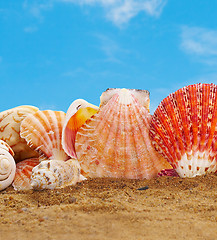 Image showing Sea cockleshells